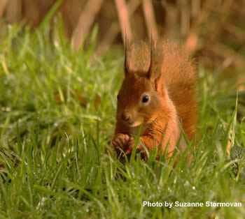 Young red squirrel on forest floor