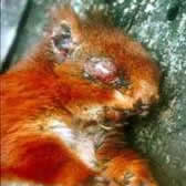 Poxed red squirrel